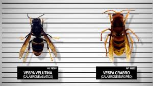 Image result for Crabbea velutina