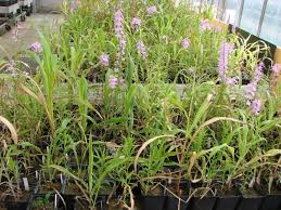 Image result for Striga chrysantha