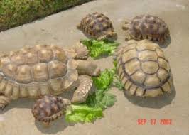 African Sulcata Tortoise Growth Chart Best Picture Of