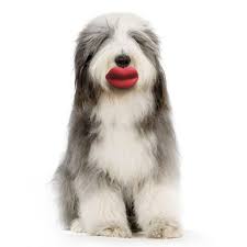 8 More Weird Pet Products Dogtime Dog Toys Bearded Collie Fluffy Dogs