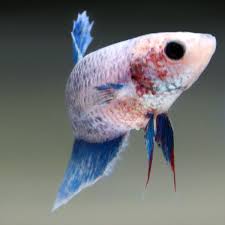 Pin By Fishgang On Betta Betta Betta Fish