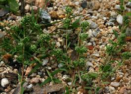 Image result for Corrigiola