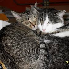 Johannesburg pet food & co 313 main road, kenilworth, 7708 tel: In Good Health All Natural Pet Food Store Home Facebook