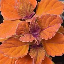 Image result for Coleus melleri