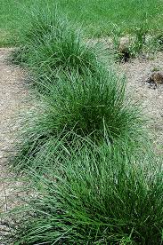 Image result for Deschampsia