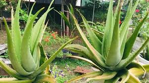 Image result for Asphodelaceae