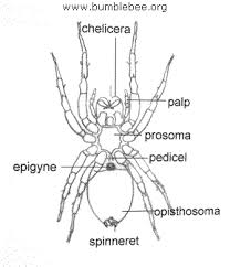 spider facts and information for children spiders for kids