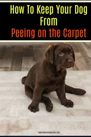 How To Keep Dogs From Peeing On Carpet In 2020 Pet Smell Dog Urine Dog Pee Smell