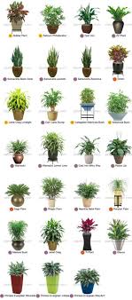 Indoor plants low light outdoor plants garden plants outdoor gardens plants indoor cactus plants inside plants cool plants peace lily care. Plants Indoor Tropical Plants Plants Indoor Plants
