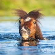 Bitten sie ihren tierarzt, einen. Aus Aktuellem Anlass Botulismus Bei Pferden Masterhorse Blog