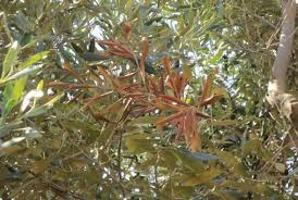 Image result for xylella fastidiosa oleander symptoms