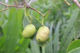 Image result for Syzygium jambos