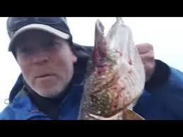 FISH & PRICE UPDATE Part 2!