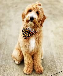 A goldendoodle is a dog crossbreed bred from a golden retriever and a poodle. Meet The Parents Hello Beautiful Goldendoodles