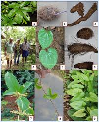 Image result for Dioscorea dumetorum