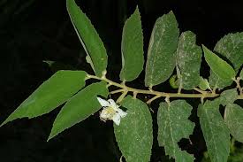 Image result for Burttdavya