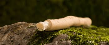 Image result for Salvadora persica