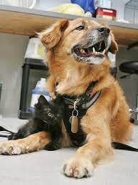Imgur Com Nanny Dog Kittens Animals