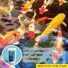 Sebab kolam ikan merupakan tempat habitat ikan bernaung. 0822 3127 4749 Tsel Alat Penjernih Kolam Ikan Koi Claykoi Kepulauan Siau Tagulandang Biaro Kolam Ikan Koi Kolam Ikan Penjernihan Air