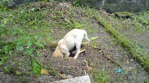 We did not find results for: Reasons Why Your Dog Digs And How To Stop It