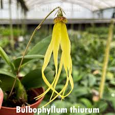 Image result for Bulbophyllum X chikukwa