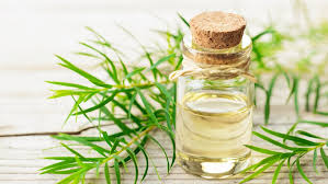 Tea tree oil has been used for many decades, but it's only until recently that it is starting to become popular as a natural hair product. The Real Benefits Of Using Tea Tree Oil On Your Hair