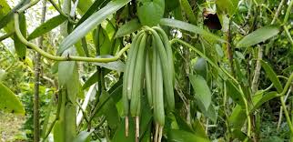 Image result for Vanilla imperialis