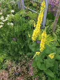 Our spring bedding plants, hanging basket plants and vegetable plug plants are now ready to order for you to grow on at a fraction of the cost of the plants in your local garden centre. Rhs Chelsea Flower Show 2017