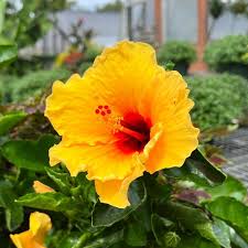 Image result for Hibiscus seineri