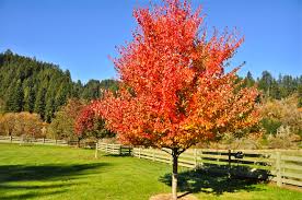 Outstanding glossy summer foliage turns to tints of yellow, red and orange in the fall. Scenery Images Sunset Maple Images