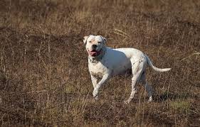 The american bulldog became noticed by the public in the late 1980's and began to increase in popularity. American Bulldog Breed Info Pictures Care Guide Temperament Traits Pet Keen