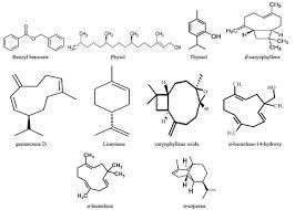 Image result for Hoslundia