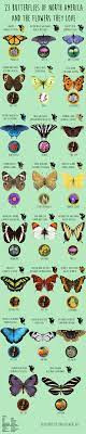 Monarch butterfly caterpillars eat milkweed. 23 Butterflies Of North America And The Flowers They Love Avasflowers Net Infographic Butterfly Plants Butterfly Garden Butterfly