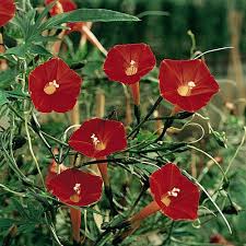 Image result for Ipomoea
