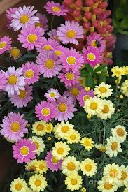 Image result for Argyranthemum