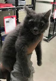 That's the way it works for cat shows anyway. Lake County News California Purrfect Pals Many New Cats And Kittens