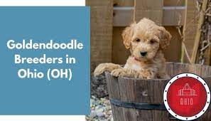 Check spelling or type a new query. 23 Goldendoodle Breeders In Ohio Oh Goldendoodle Puppies For Sale Animalfate