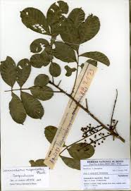 Image result for Lecaniodiscus