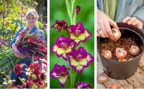 When planting gladiolus bulbs, place them 2 to 6 inches deep, depending on their size, with the pointed sides up. Why We Should Grow To Love Gorgeous Gladioli The Telegraph