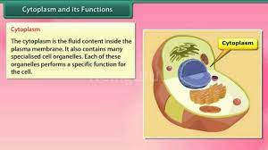 Jun 15, 2021 · bacterial cells constantly face nutrient fluctuations in their natural environments. Cytoplasm And Its Function Youtube
