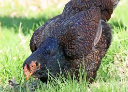 What does a cornish hen look like. The Cornish Chicken Breed Profile All You Need To Know The Happy Chicken Coop