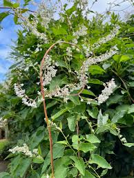 Image result for Fallopia