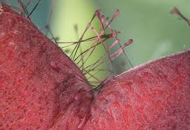 Image result for Orbea melanantha