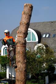 Maybe you would like to learn more about one of these? Welche Genehmigung Wird Zum Fallen Von Baumen Benotigt Bart Schoenmakers
