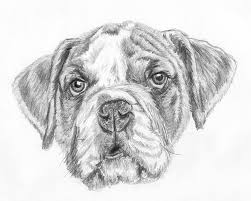 Notice how the tops of the eyes touch the horizontal placement lines. How To Draw A Dog Face With Realistic Features Let S Draw Today