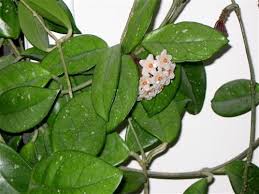 Fiddle leaf fig is a great indoor plant for rooms and offices alike. Identification Id This Flowering Vine Like Houseplant Flowering Vine House Plants Indoor Vine Plants