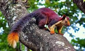 A Malabar Giant Squirrel Natureisfuckinglit Giant Squirrel Squirrel Squirrel Species