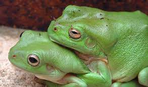 When breeding frogs, attributes (base color, pattern color, and breed) from each of the chosen parents are randomly combined to create an egg with one of each genetic attribute. Explained The Weird World Of Frog Sex