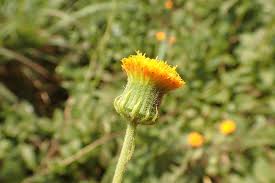 Image result for Crassocephalum vitellinum