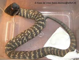 Ringhalskobras können ihr gift einem angreifer entgegenspritzen, wobei besonders in richtung der augen gezielt wird … Hemachatus Haemachatus The Reptile Database